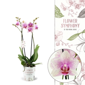 Flower Symphony | Rotterdam | Phalaenopsis 2 spike