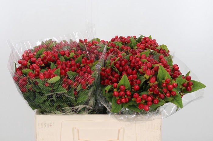 <h4>Hyp Mag Triumph</h4>