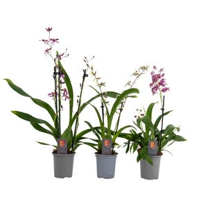 Inca Oncidium 2-3 spike 9cm