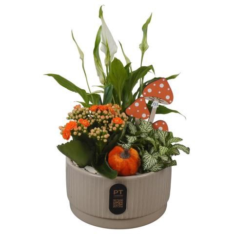 <h4>PTHI3204 Arrangement Autumn Indoor in keramiek schaal</h4>
