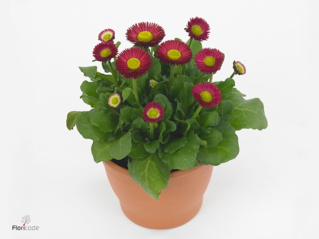 BELLIS P KL BEL RED