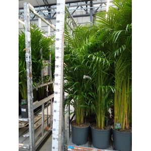 Dypsis lutescens   ...Chrysalidoca