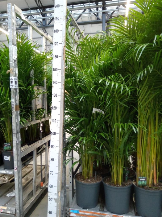 <h4>Dypsis lutescens ...Chrysalidoca</h4>