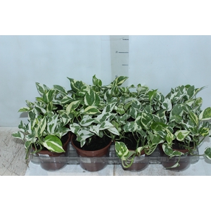 JIBOIA NJOY P15