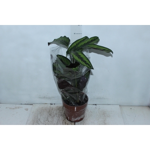 CALATHEA PRINCEPS P17