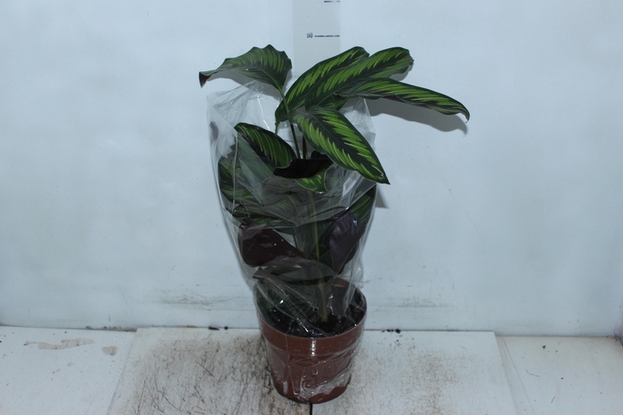 <h4>CALATHEA PRINCEPS P17</h4>