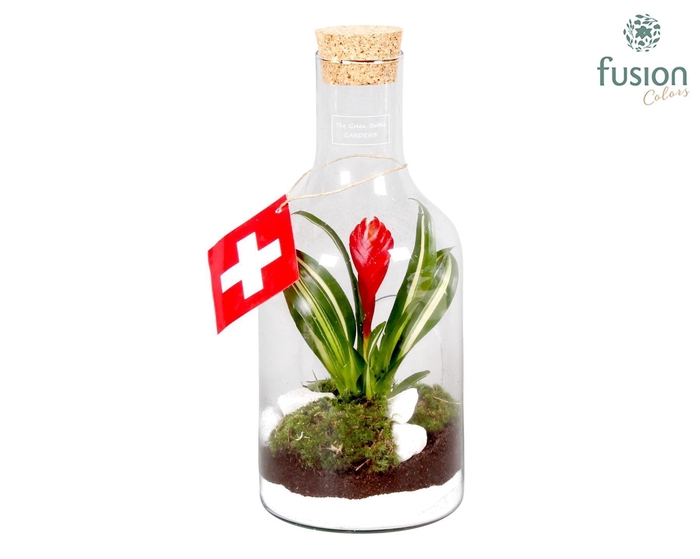 <h4>Green Bottle met Bromelia</h4>
