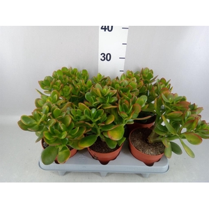 Crassula ovata 'Sunset'