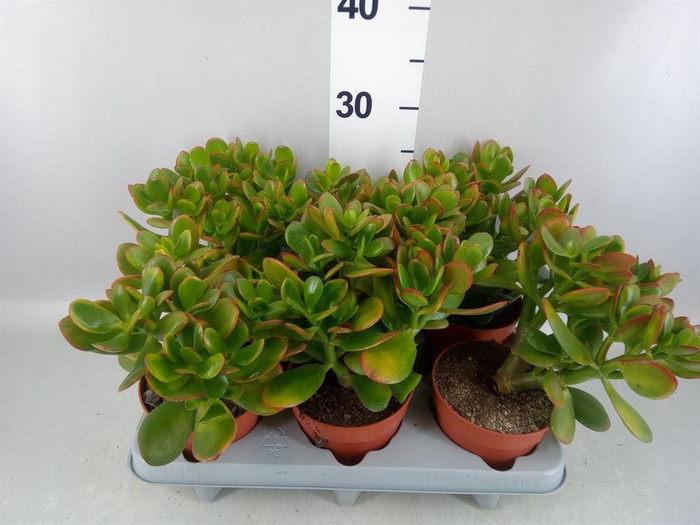 <h4>Crassula ovata 'Sunset'</h4>