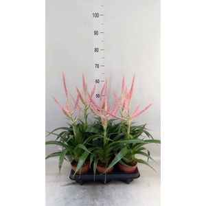Tillandsia  'Dolce'