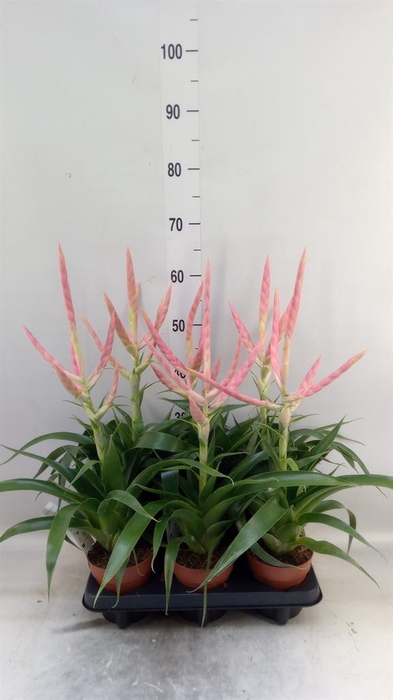 <h4>Tillandsia  'Dolce'</h4>