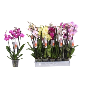 Phalaenopsis 6 color mix, 5-spike 30+