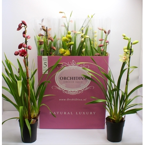 Cymbidium kleuren mix 1 tak