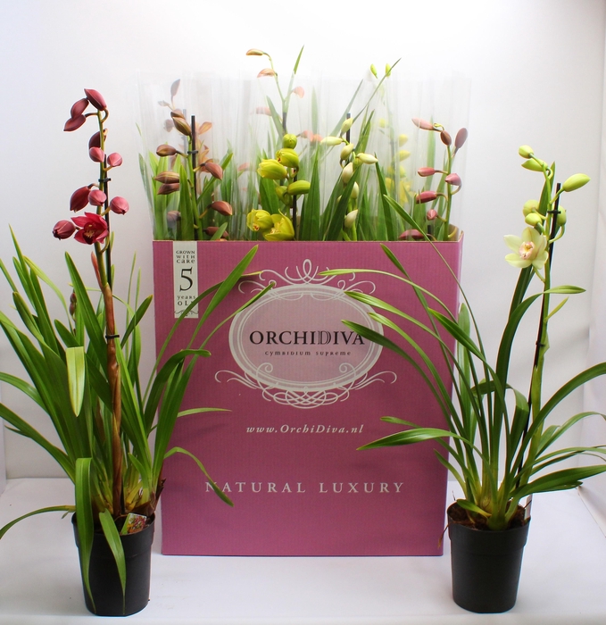 <h4>Cymbidium kleuren mix 1 tak</h4>