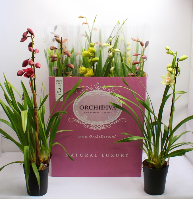 <h4>Cymbidium kleuren mix 1 tak</h4>