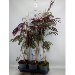 Albizia julibrissin