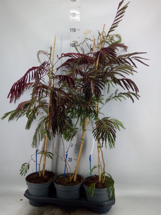 <h4>Albizia julibrissin</h4>