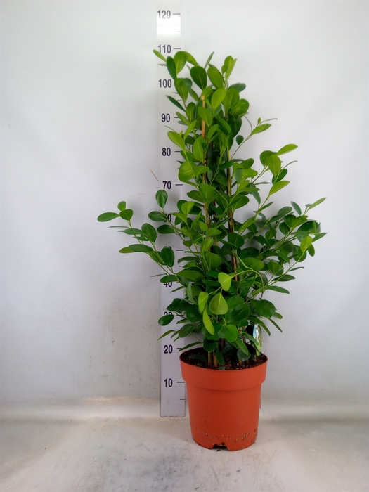 <h4>Ficus microcarpa 'Moclame'</h4>