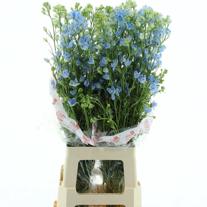 Delph En M Plat Blue