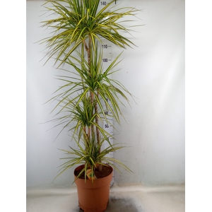 Dracaena marg. 'Sunray'