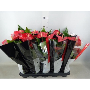 Anthurium andr. 'Querida'