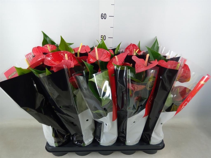 <h4>Anthurium andr. 'Querida'</h4>