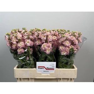 Matthiola Stox Champagne Voort