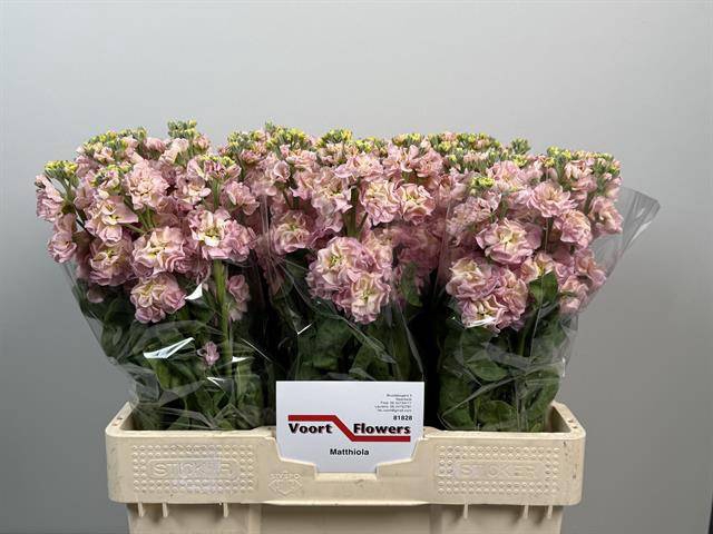 <h4>Matthiola Stox Champagne Voort</h4>