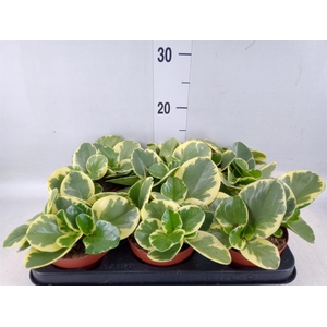 Peperomia obt. 'Variegata'