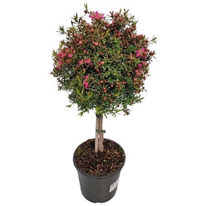 Leptospermum Sunshine Stem