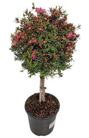 <h4>Leptospermum Sunshine Stem</h4>