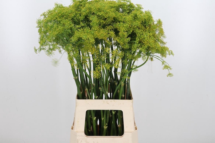 <h4>Anethum Graveolens</h4>