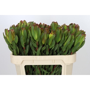 Leucadendron Laurel Yellow