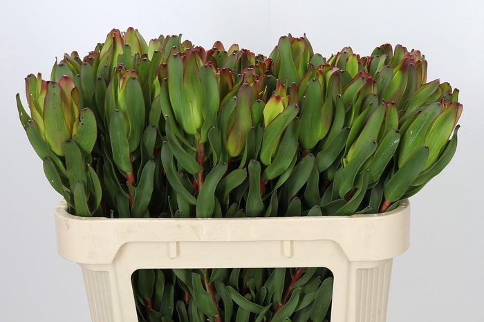 <h4>Leucadendron Laurel Yellow</h4>