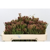 Kaaps Groen Brunia Fragarioides (Clusterstar)