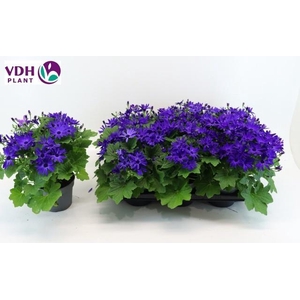 PERI C SEN DEEP BLUE