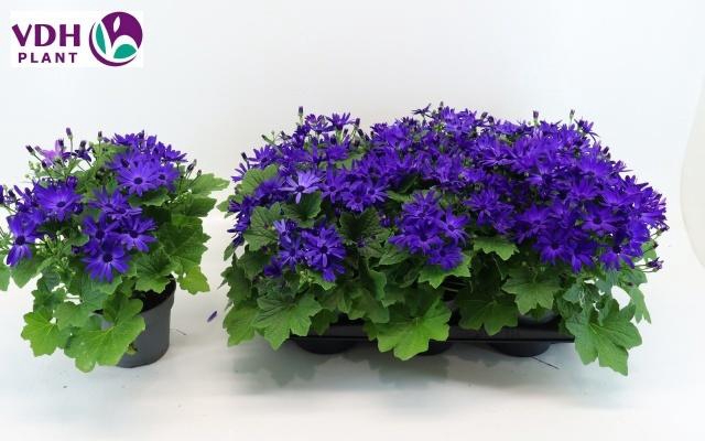 <h4>PERI C SEN DEEP BLUE</h4>