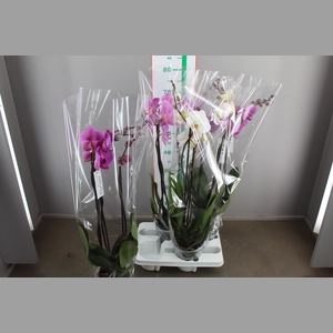PHAL GEM