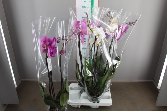 PHAL GEM