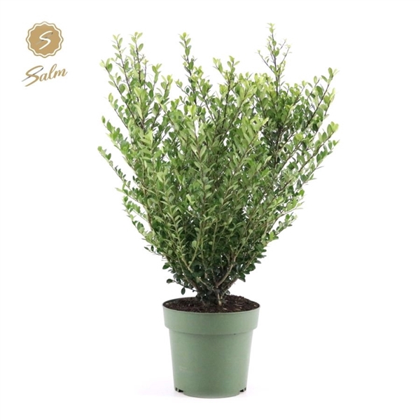 <h4>Ilex crenata 'Jenny'® P21</h4>