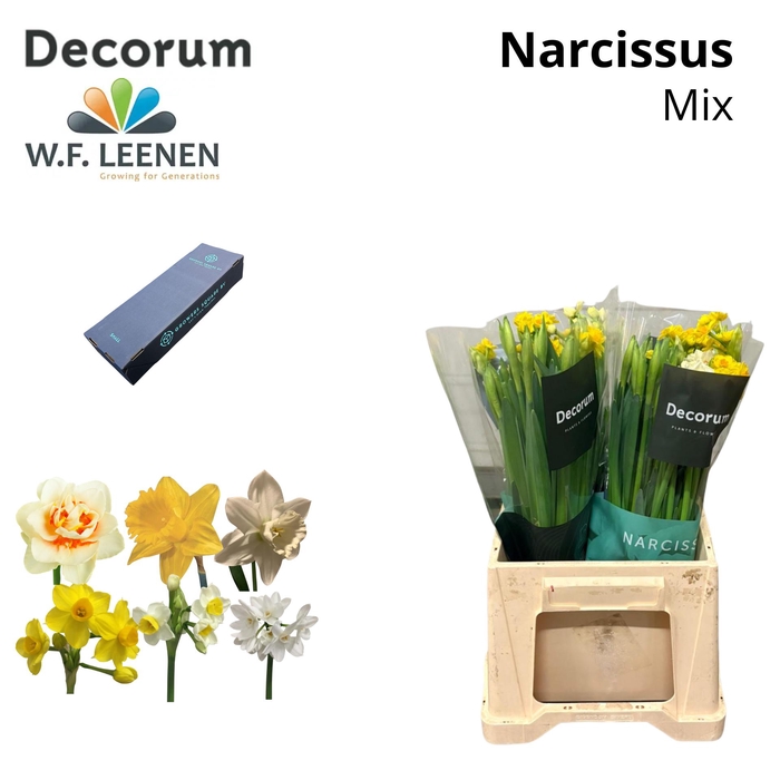 <h4>Narcis Mix Small Box 100</h4>