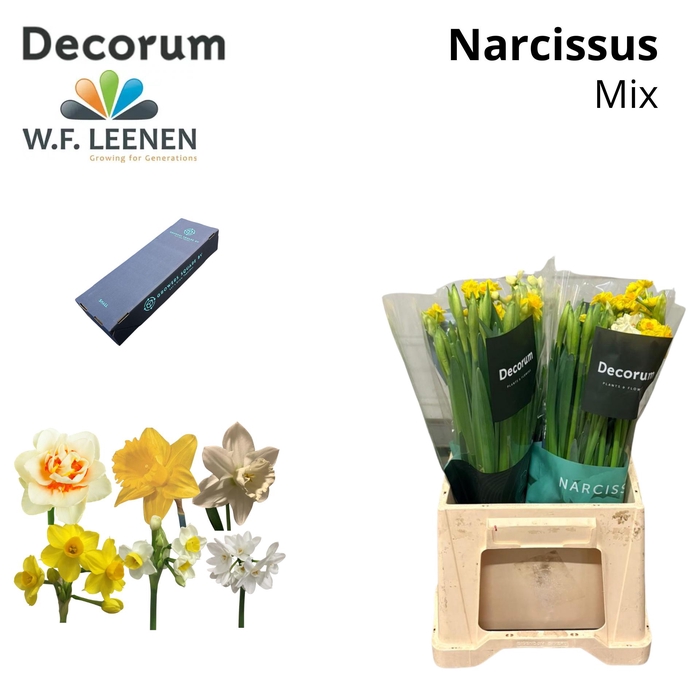 Narcis Mix Small Box 100