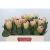 Protea Grandicolor