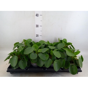 Pilea peperomioides