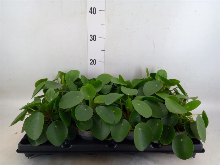 <h4>Pilea peperomioides</h4>