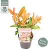 Photinia serratifolia Pink Crispy