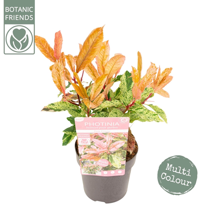 Photinia serratifolia Pink Crispy