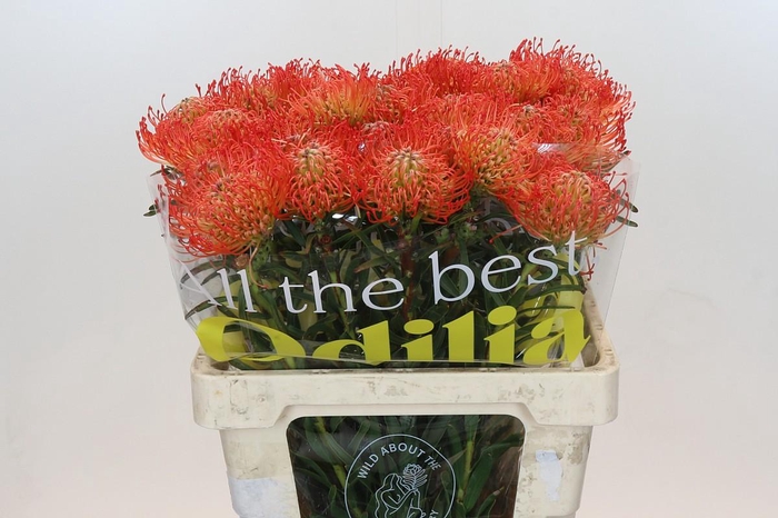 <h4>Nutans Succession</h4>