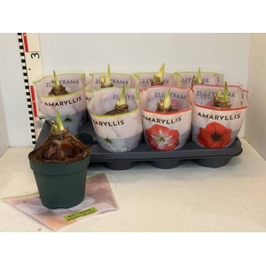 Hippeastrum mix 14Ø 20cm 1st