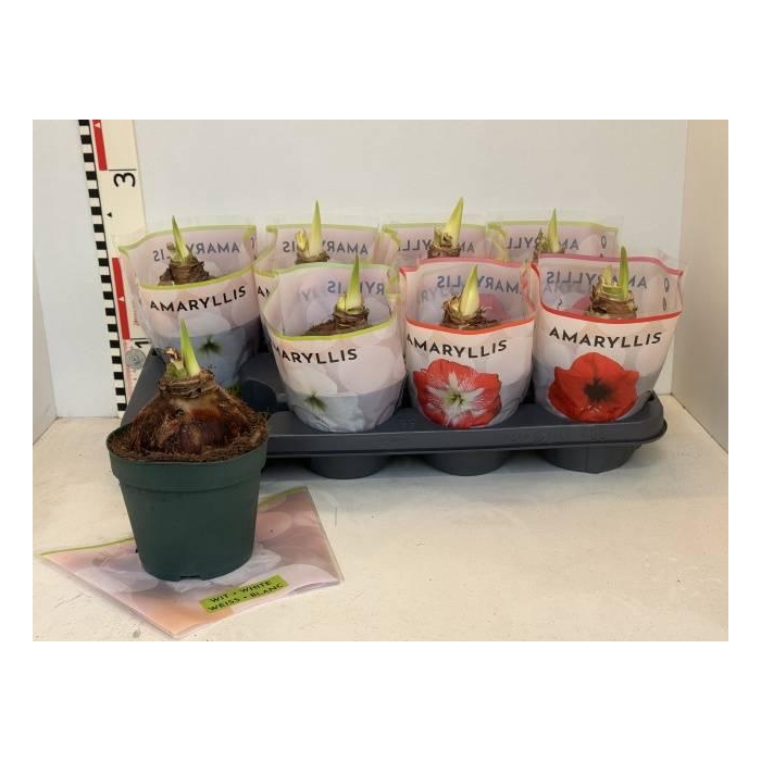 <h4>Hippeastrum mix 14Ø 20cm 1st</h4>